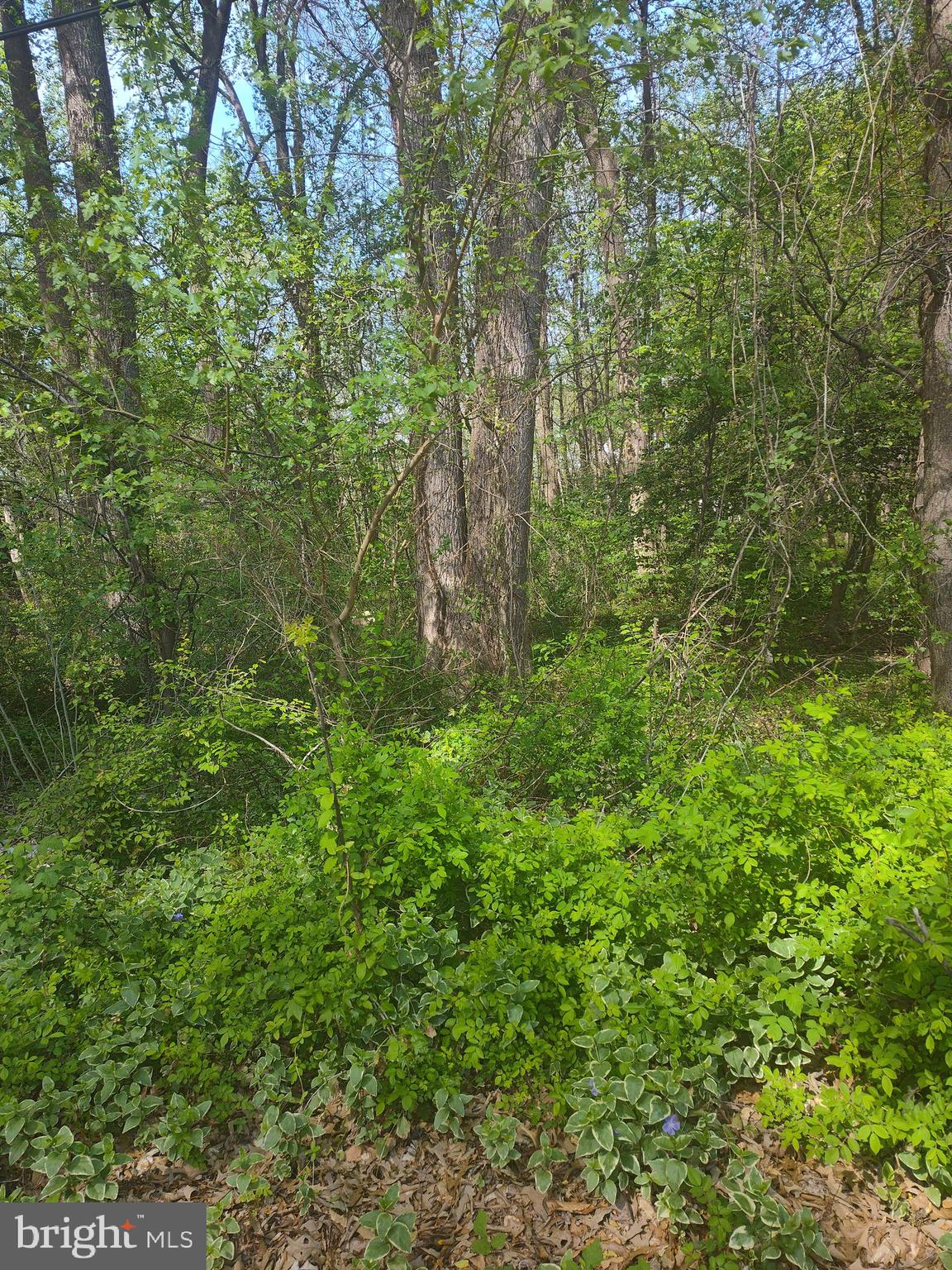 a view of a lush green forest