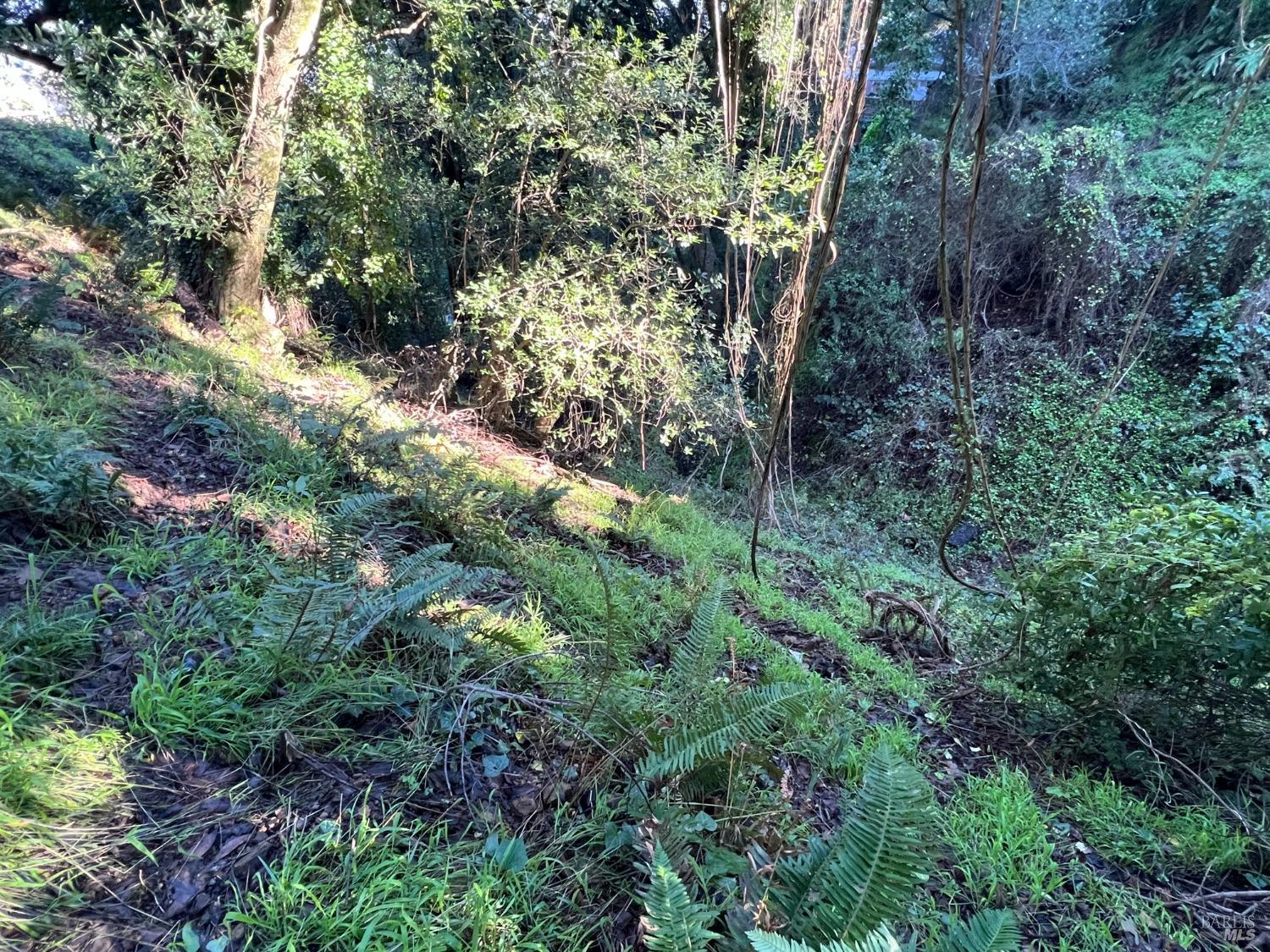 38 Madera Way Mill Valley, CA 94941 - Photo 6 of 10