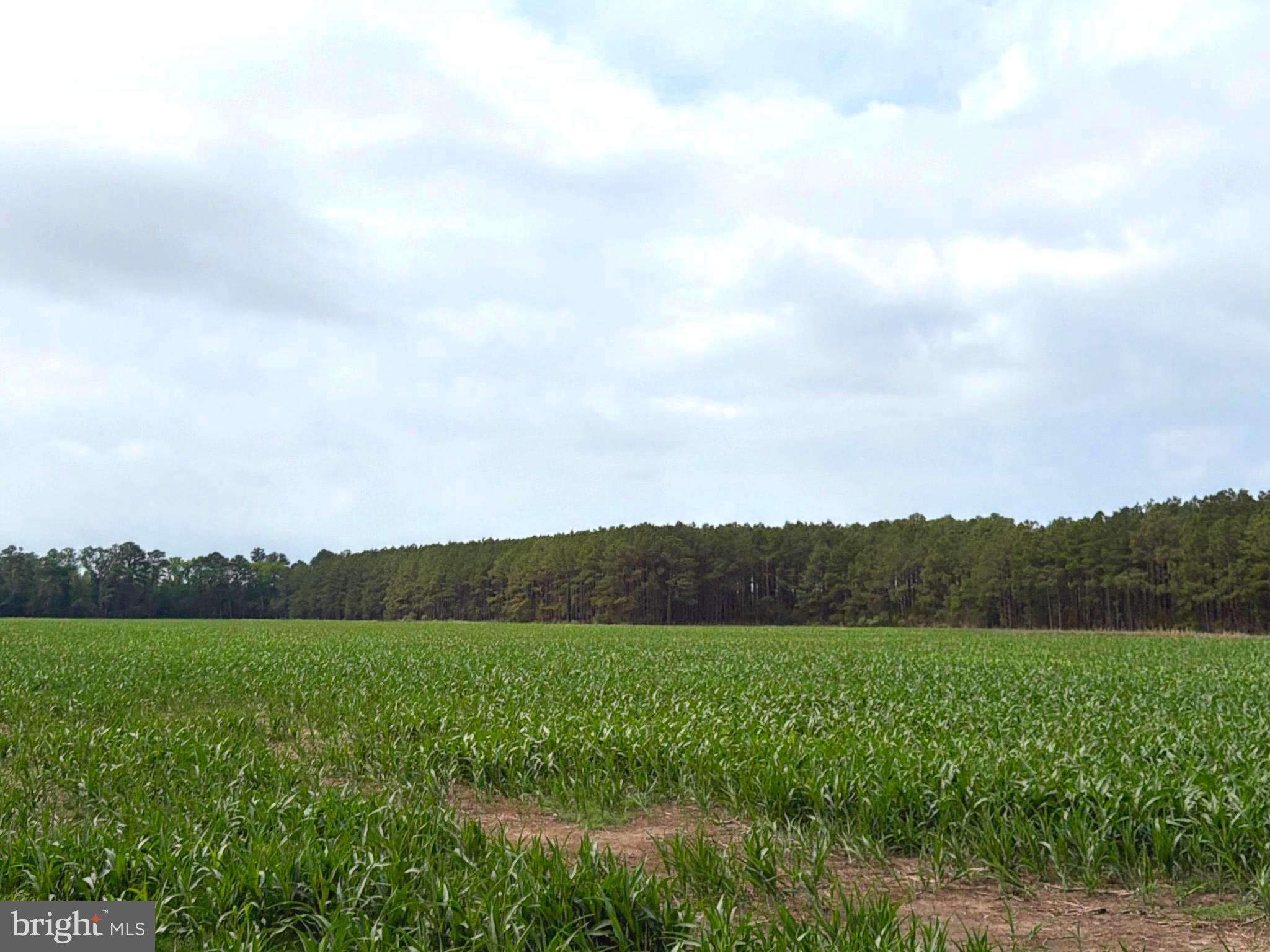 0 Hooper Neck Road Madison, MD 21648 - Photo 2 of 129