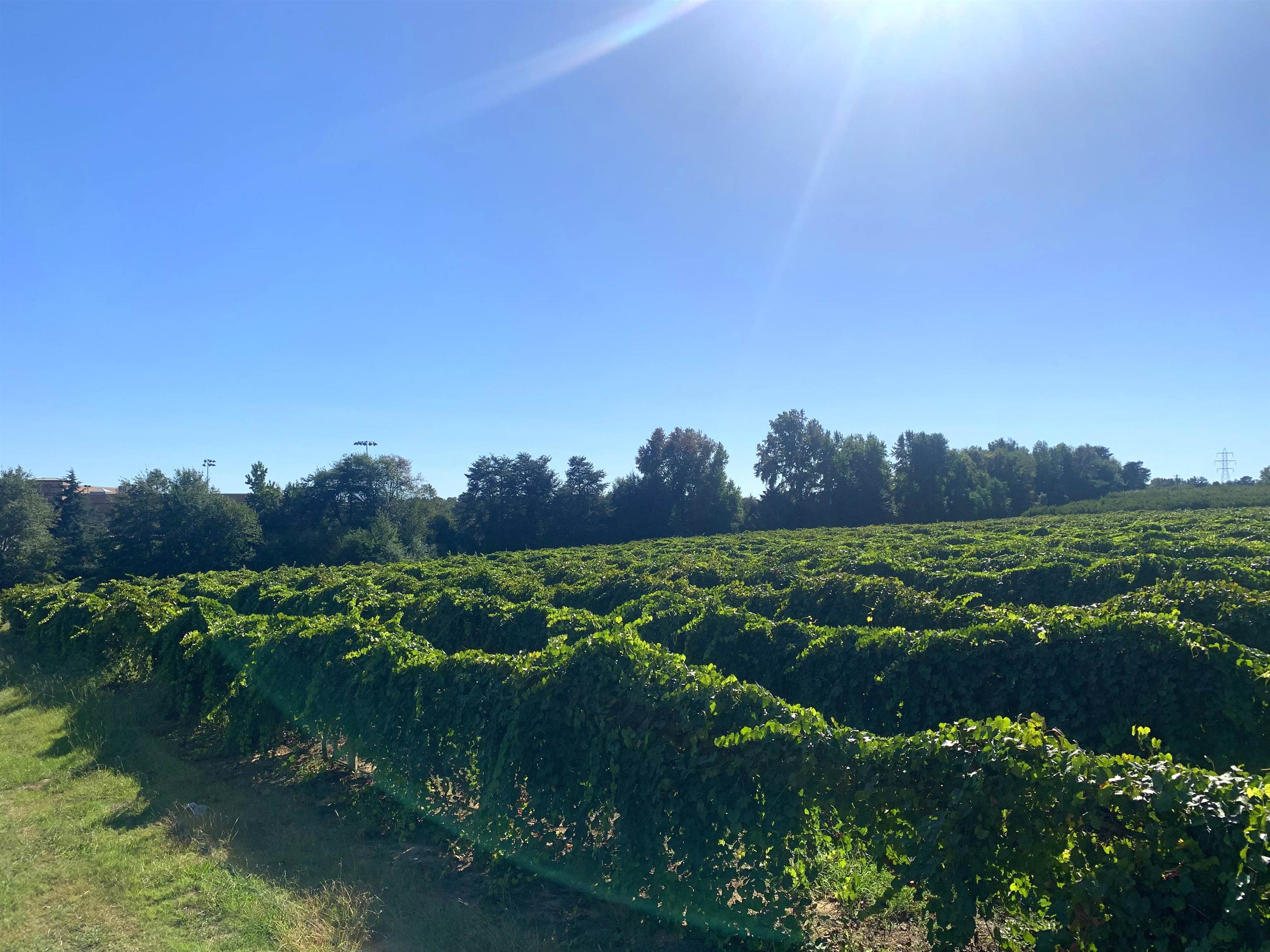 1550 Compton Bridge Road Inman, SC 29349 - Photo 7 of 11