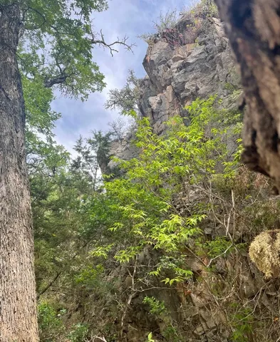 a view of a plants of a tree