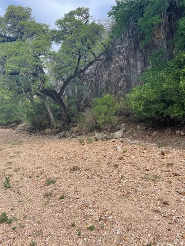 a view of a yard with plants and a bench