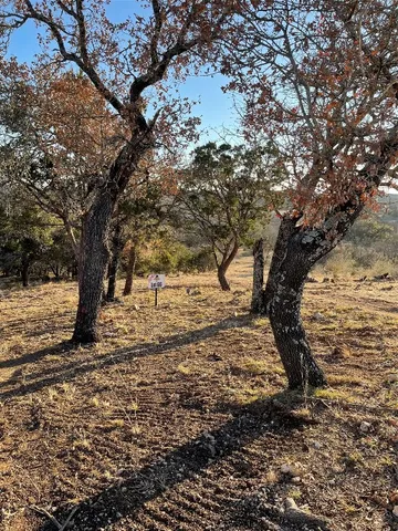 a view of a yard with plants and trees