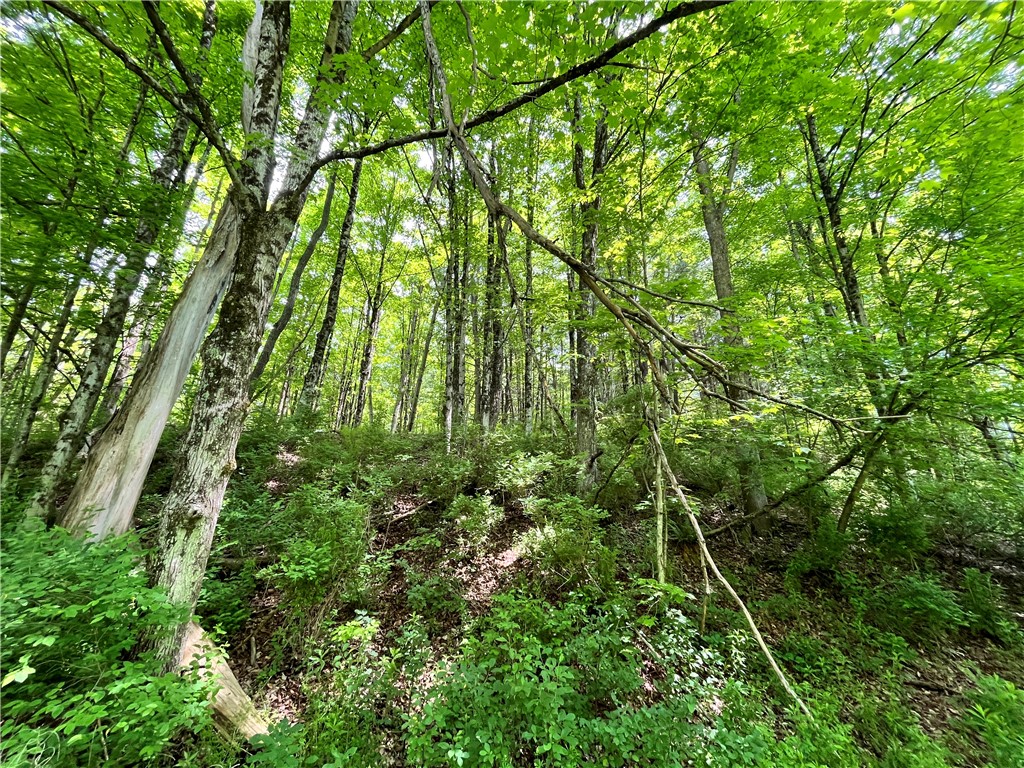 Gay Hollow Road East Spencer, NY 14883 - Photo 23 of 50