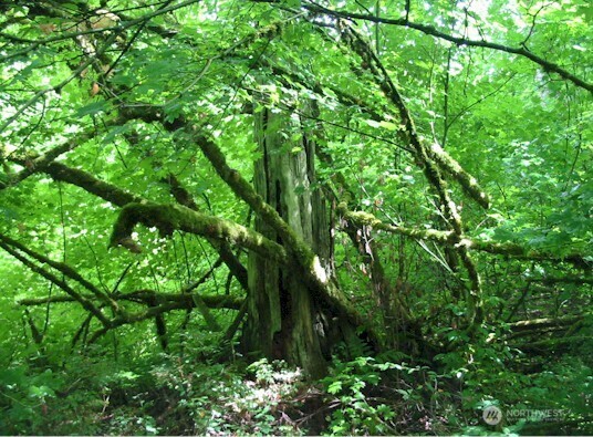 3824 Birch Bay Lynden Road Custer, WA 98240 - Photo 17 of 23 a view of a lush green forest