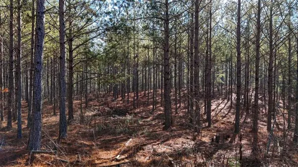 a view of a forest with trees in the background