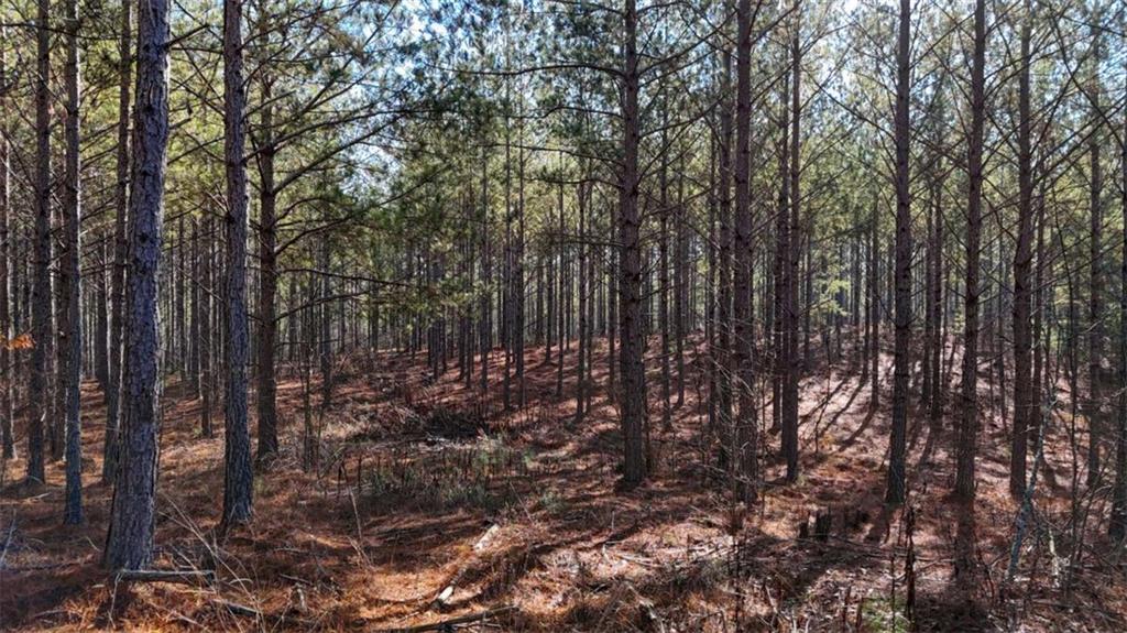 0 Gaylor Road Lyerly, GA 30730 - Photo 4 of 7 a view of a forest with trees in the background