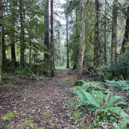 a view of a forest that has large trees