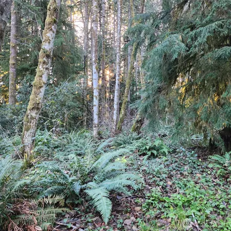 a view of a forest with trees