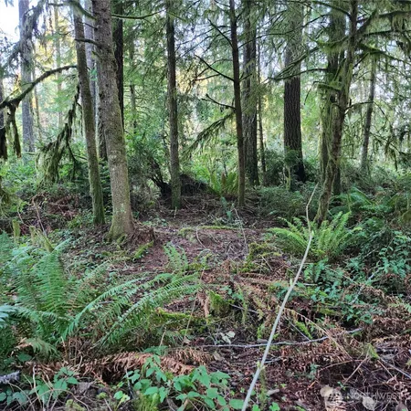a view of forest