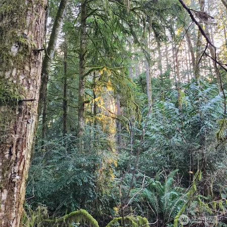 a view of a forest