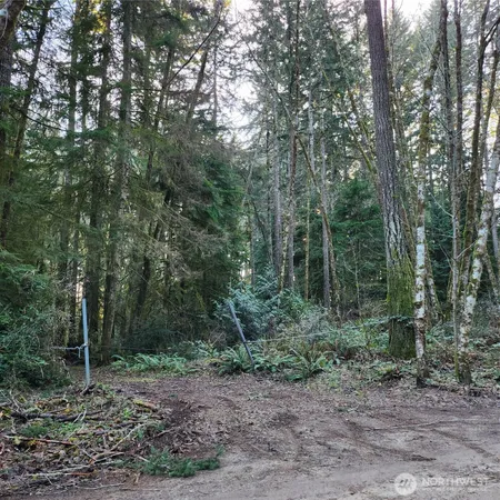 a view of a forest