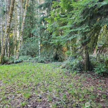 a view of a lush green forest