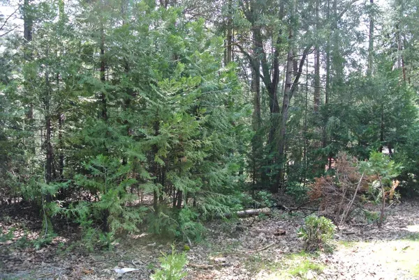 a view of a forest with trees in the background