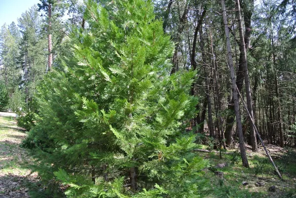 a backyard of a house with lots of trees
