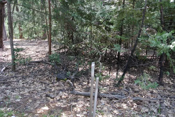 a view of a forest with trees