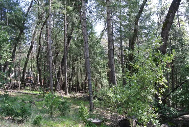 a view of backyard with green space