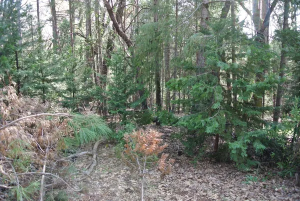 a view of a forest with trees