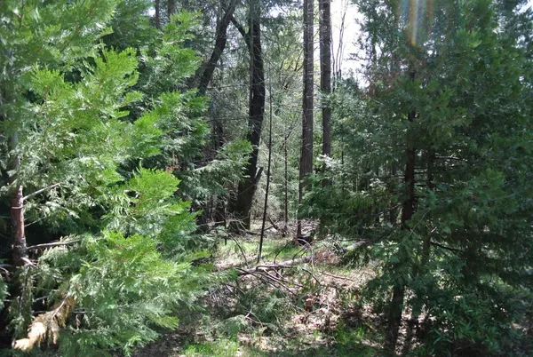 a view of forest