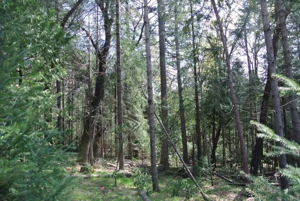 a view of forest