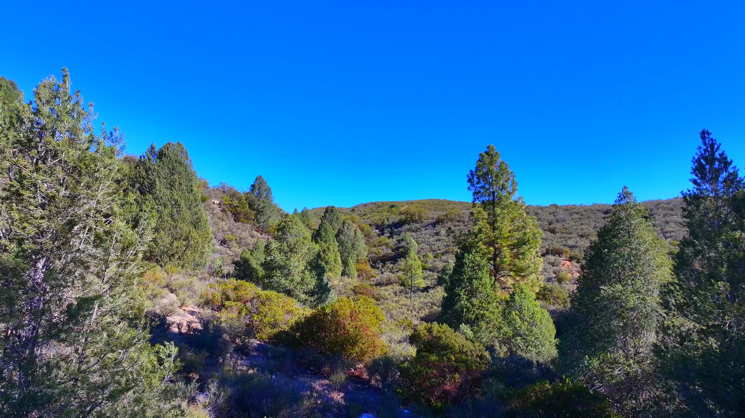 1 Butterfly Peak Road Mountain Center, CA 92561 - Photo 6 of 14 a view of a tree in a field with a tree in the background