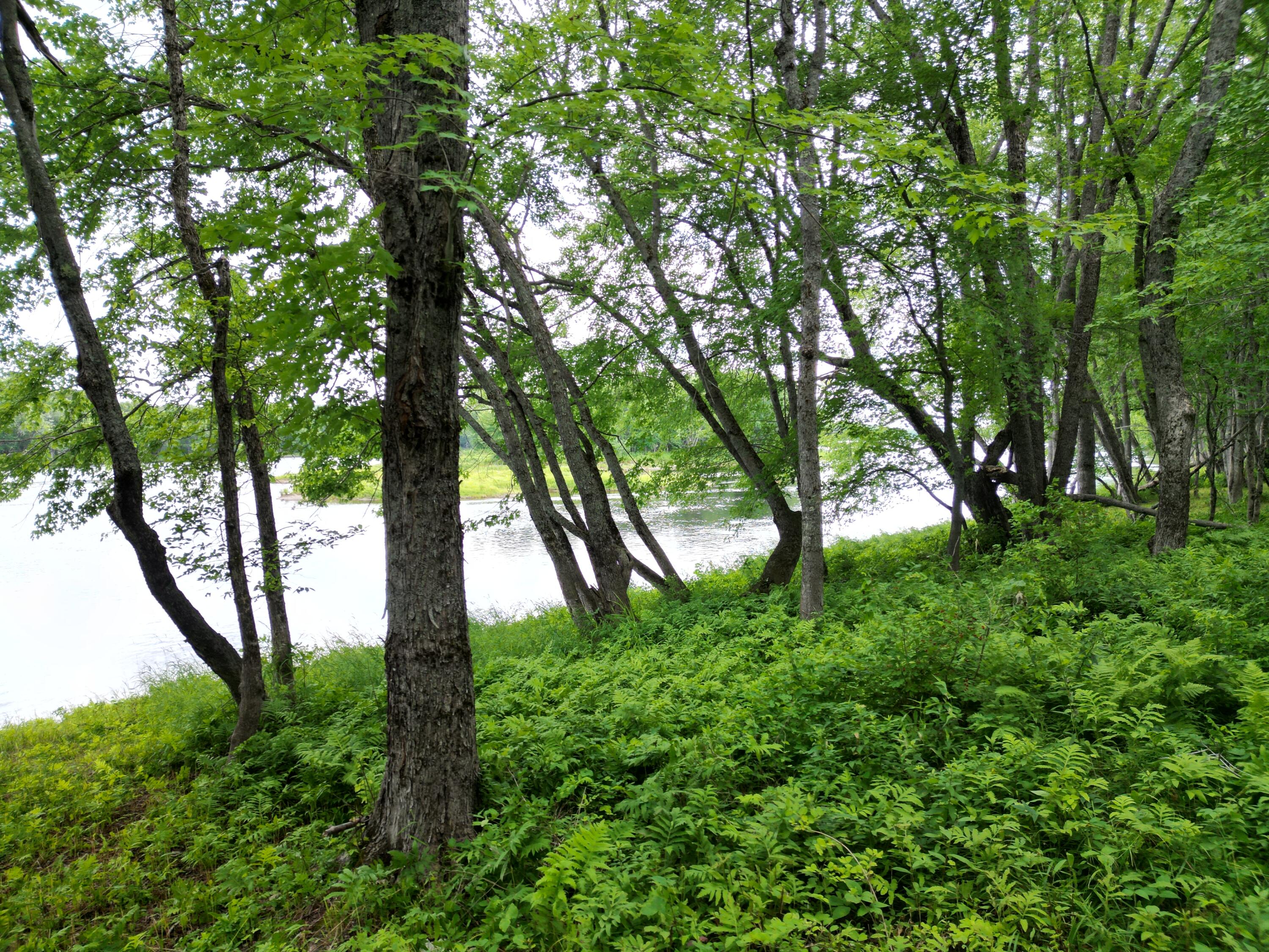 Lot 19 North Chester Road Lincoln, ME 04457 - Photo 8 of 17 DJI_0005