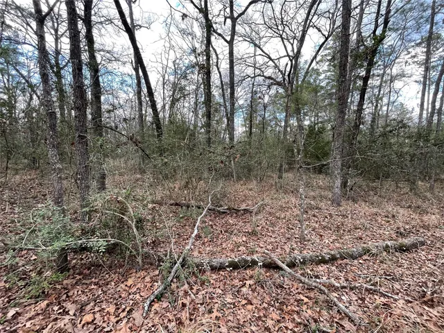 a view of a forest with trees in the background