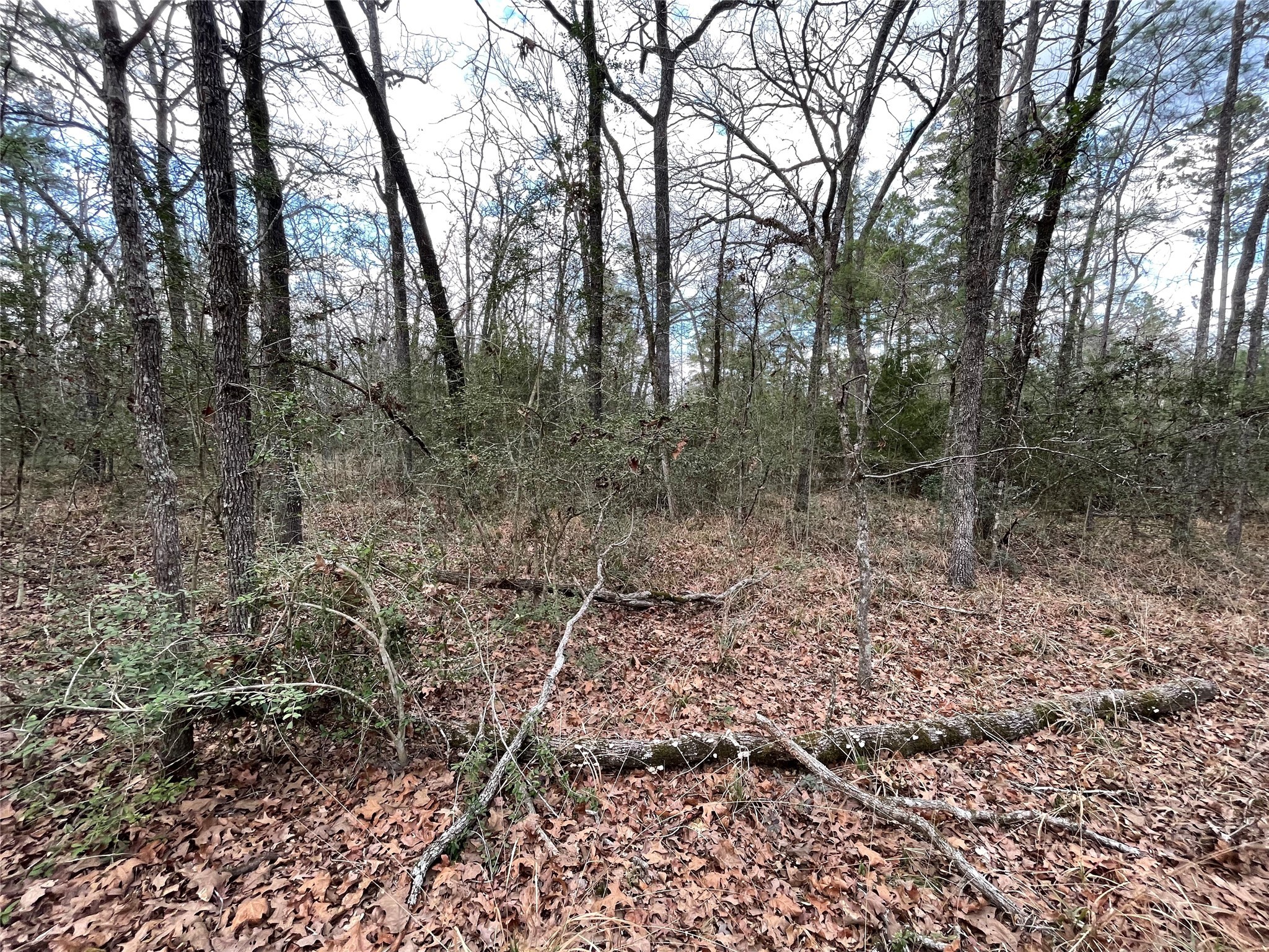 Tbd Fir Court Oakhurst, TX 77359 - Photo 10 of 11 a view of a forest with trees in the background