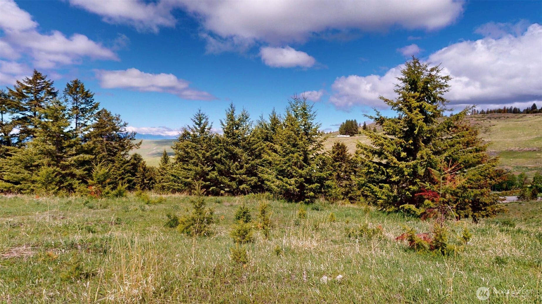 142 Fletcher Road Oroville, WA 98844 - Photo 21 of 26 a view of a bunch of trees