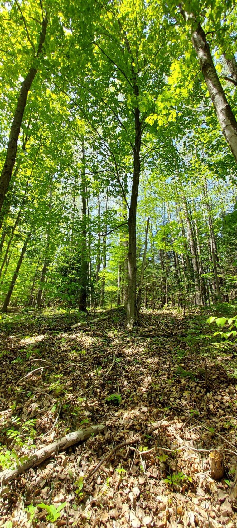 River Rest Road Cheboygan, MI 49721 - Photo 10 of 15 Gallery Image 10