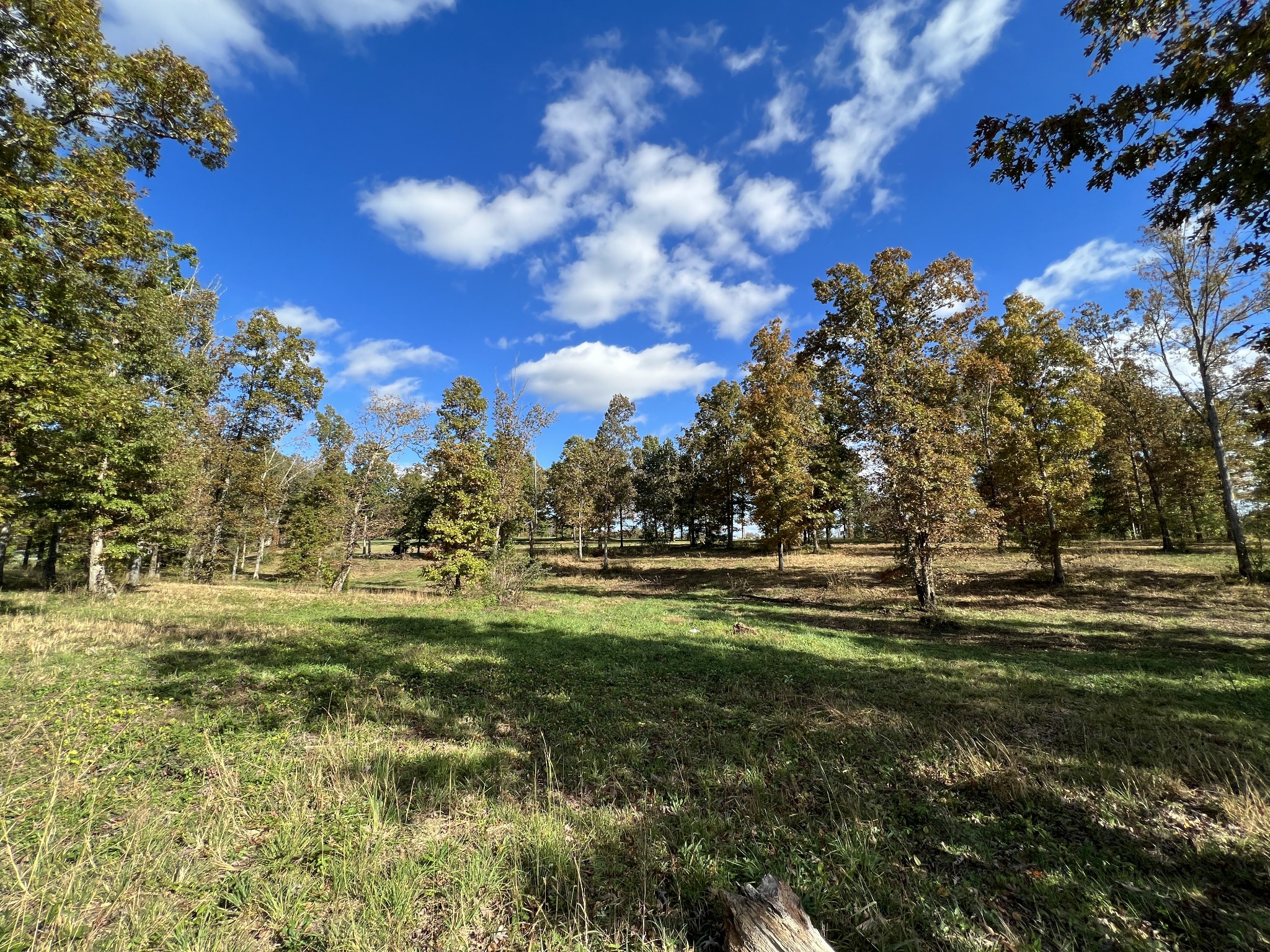 a view of a big yard with plants and large trees