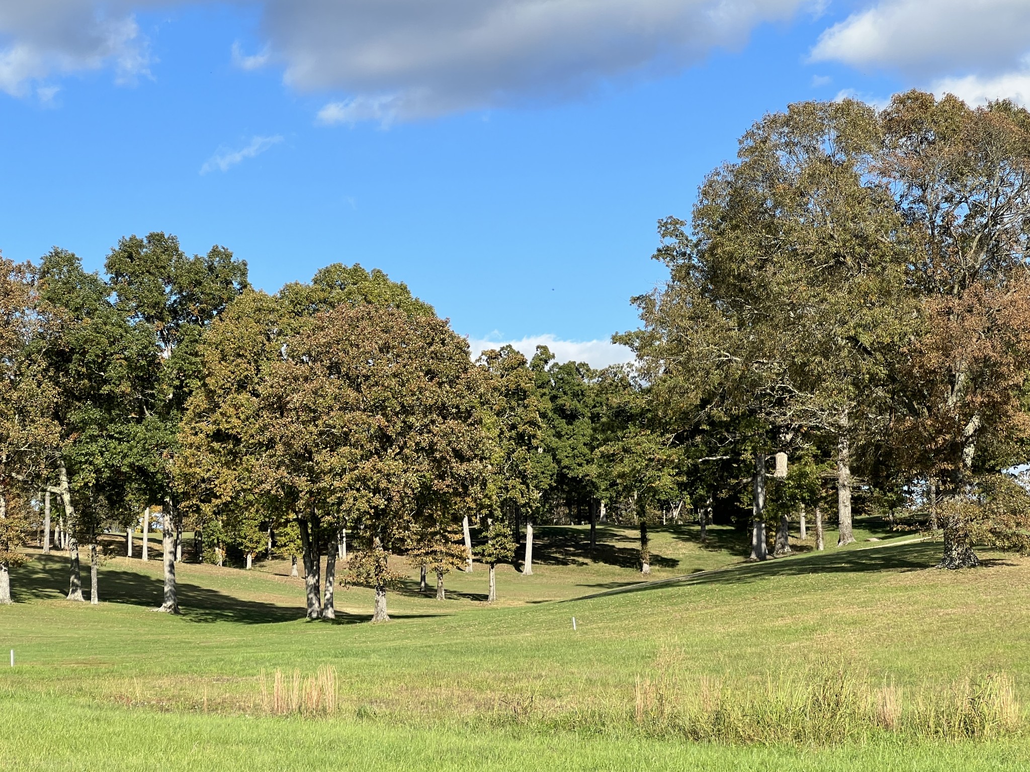 0 Double Eagle Drive Summertown, TN 38483 - Photo 15 of 18 a swimming pool with trees in the background