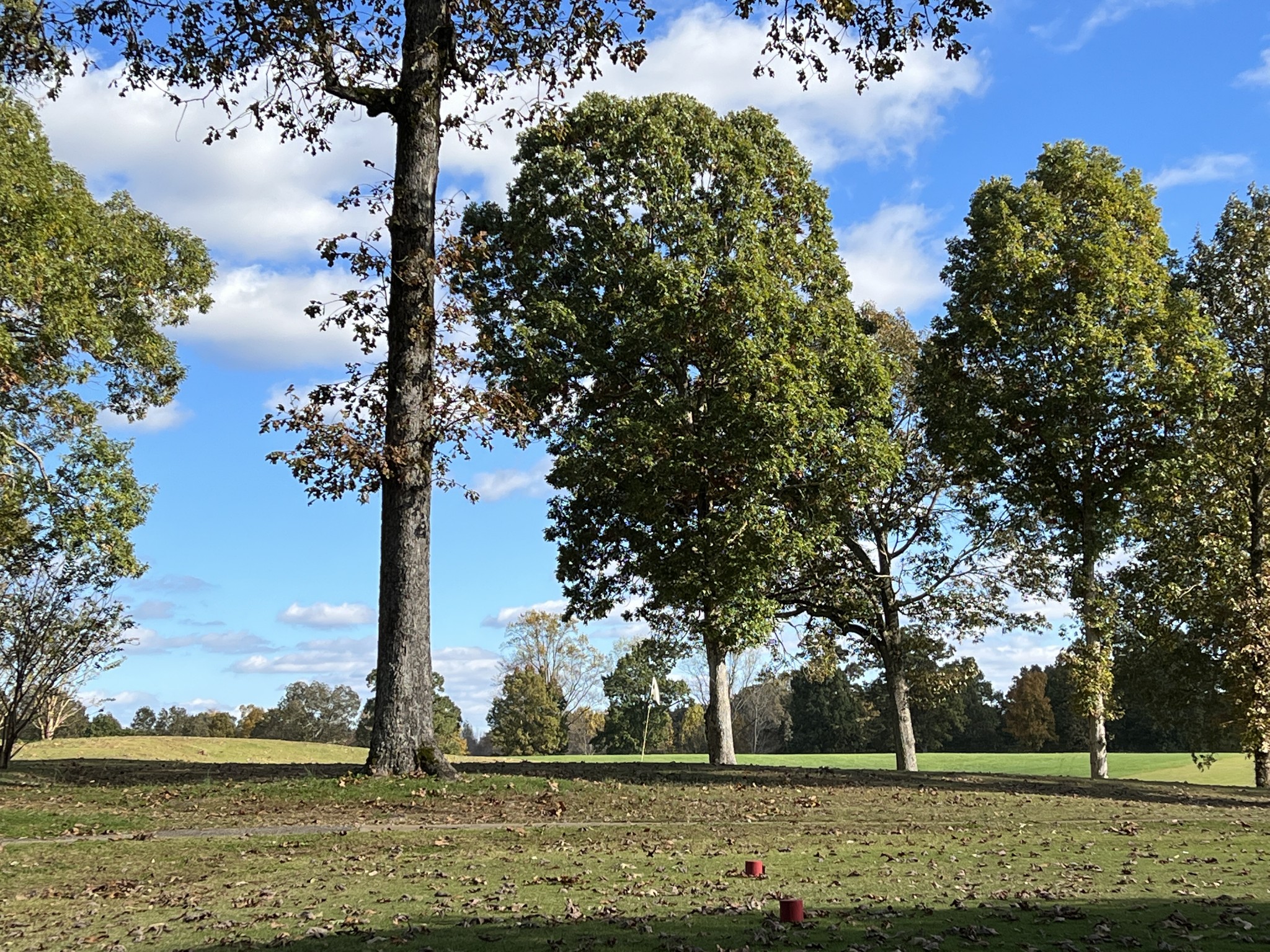 0 Double Eagle Drive Summertown, TN 38483 - Photo 9 of 18 a view of a tree with a yard