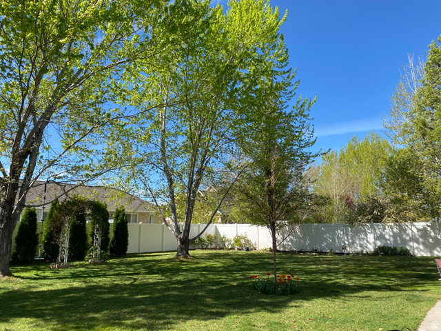 1976 River Bottom Road Springville, UT 84663 - Photo 5 of 45 Expansive backyard featuring a manicured lawn, mature trees, and a white privacy fence