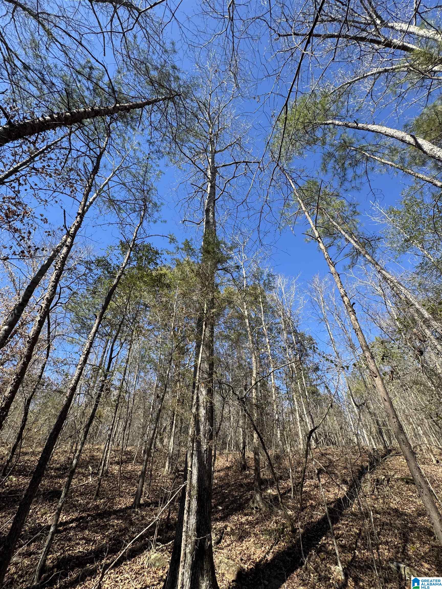 19075 Westside Road, Unit 5 Brookwood, AL 35444 - Photo 11 of 21
