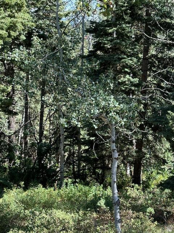 1456 Navajo Road Coalville, UT 84017 - Photo 50 of 55 View of tree filled area