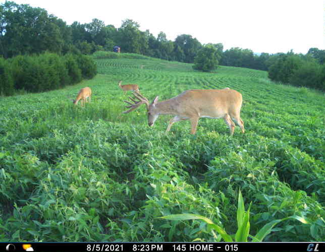 0 Mann Road Mount Olivet, KY 41064 - Photo 1 of 46