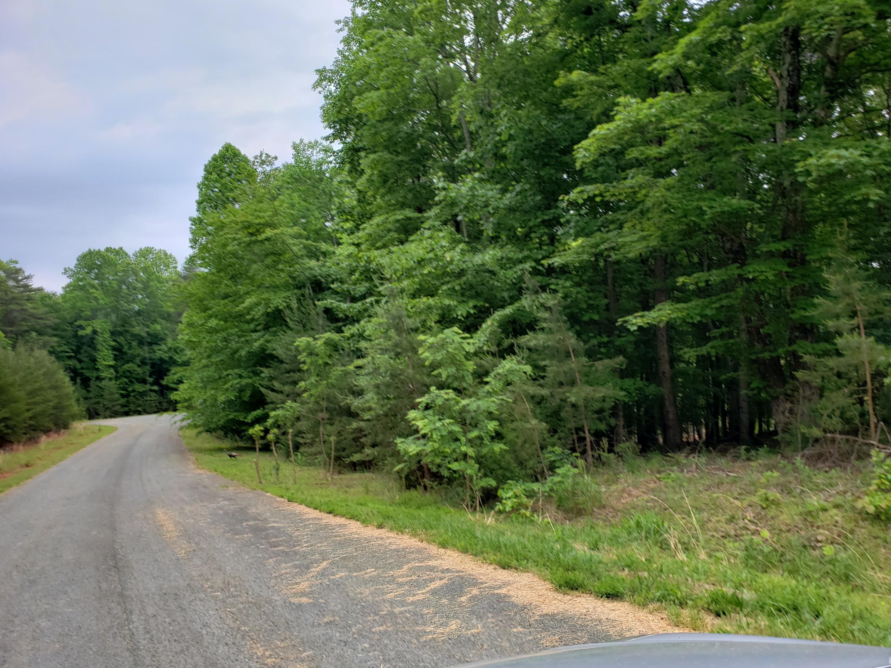 0 Morgans Fork Road Penhook, VA 24137 - Photo 3 of 5 a view of a yard with plants and a large tree