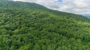 0 Henson Gap Road Cleveland, TN 37323 - Photo 13 of 21 a view of a big yard with plants and large trees