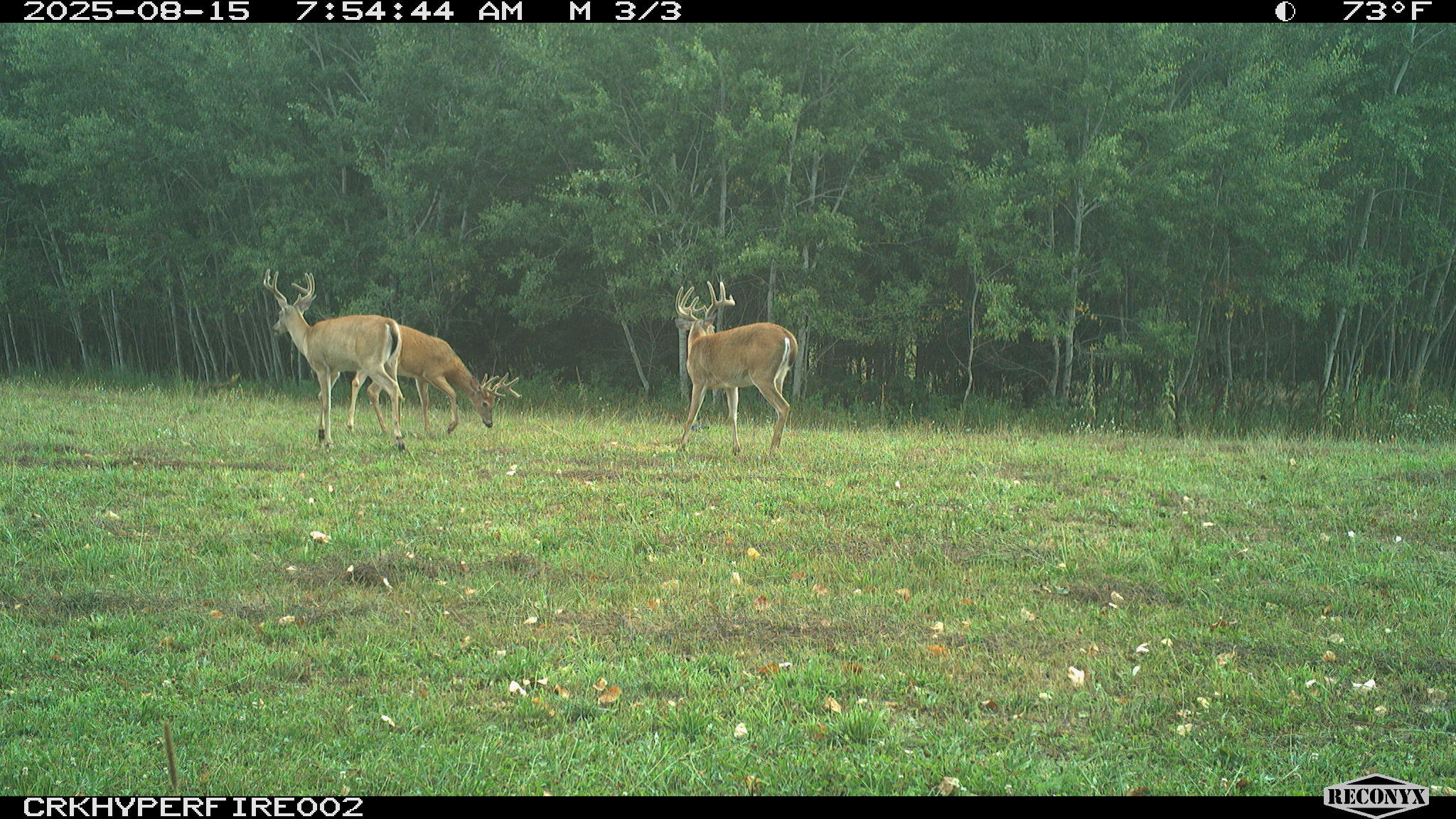 11048 Wilson Road Marion, MI 49665 - Photo 3 of 89 003