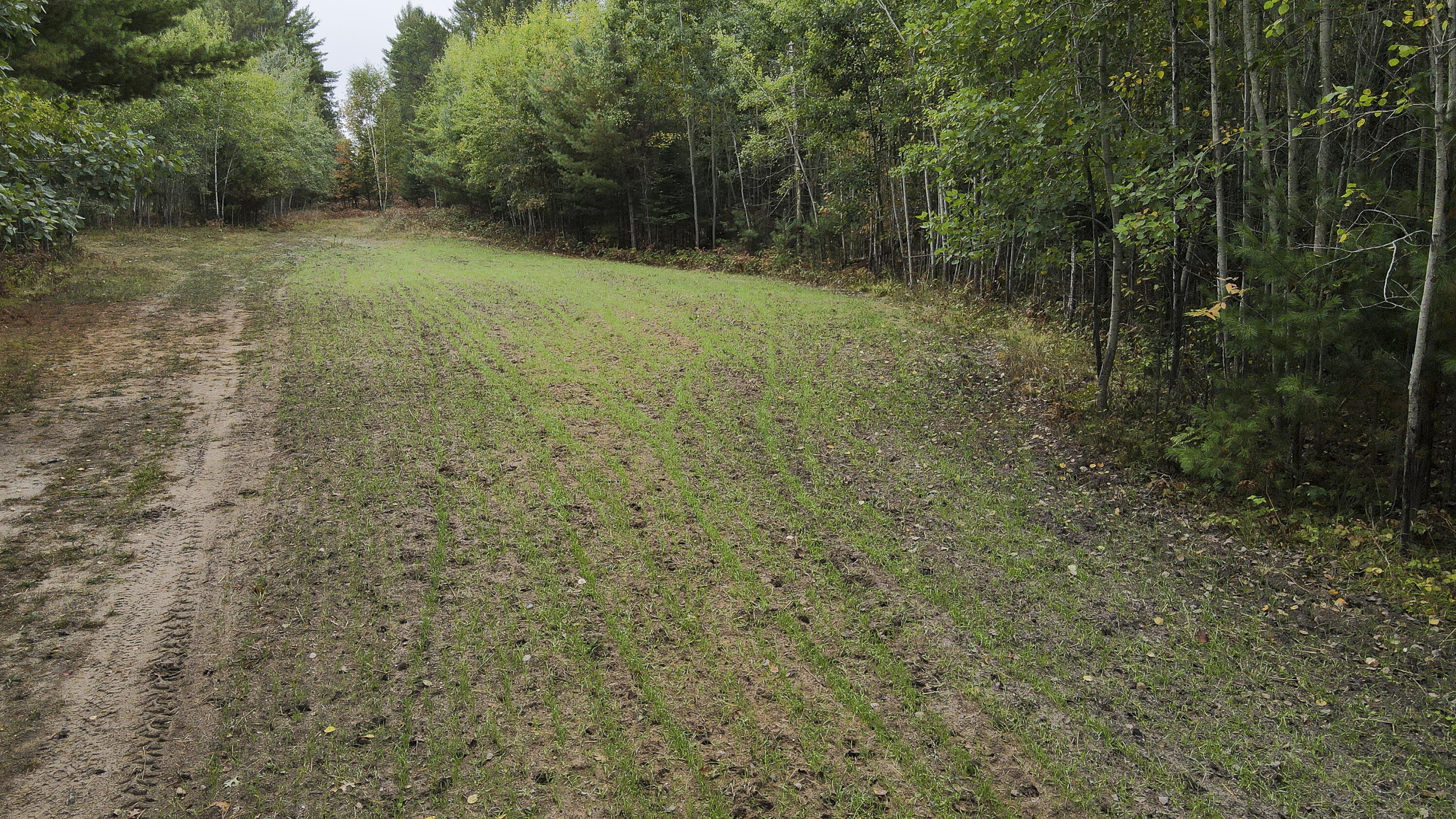 11048 Wilson Road Marion, MI 49665 - Photo 33 of 89 Clare-23