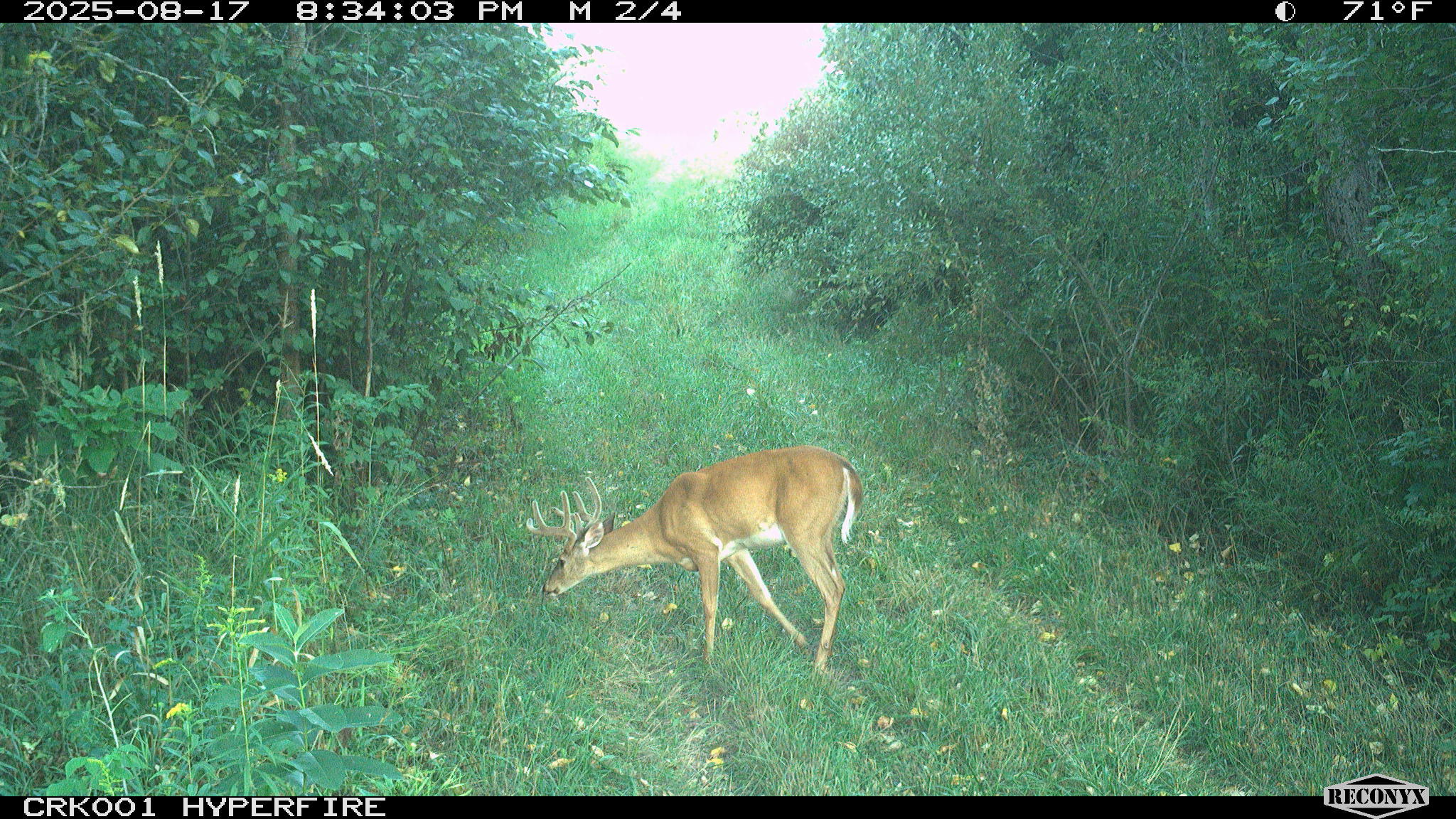 11048 Wilson Road Marion, MI 49665 - Photo 87 of 89 RCNX0435