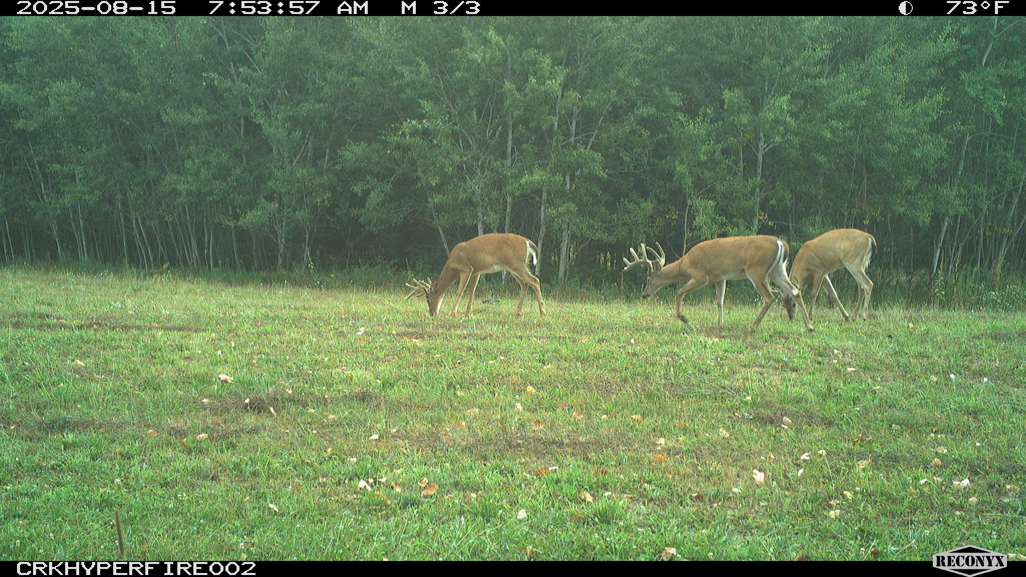 11048 Wilson Road Marion, MI 49665 - Photo 10 of 89 006
