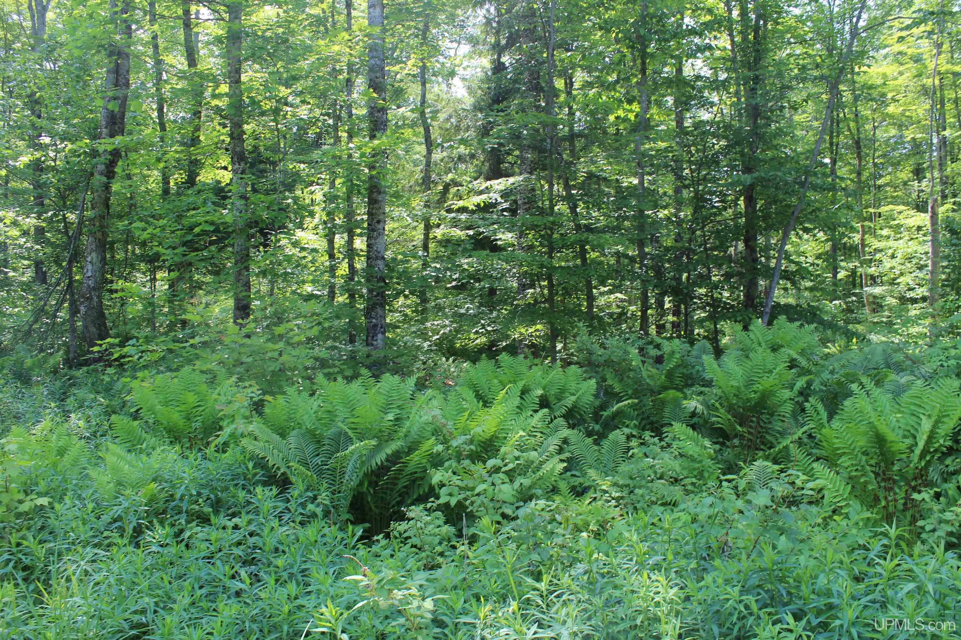 On East Shingleton Road Shingleton, MI 49884 - Photo 14 of 32