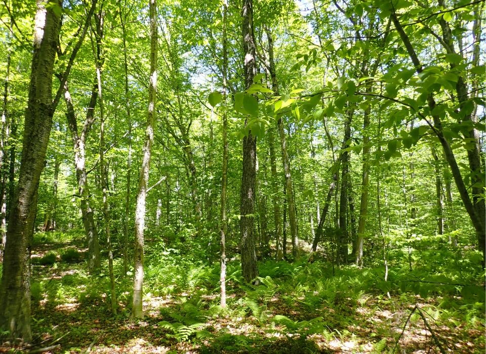 0 Black Bear Road Jamaica, VT 05343 - Photo 20 of 21 Gallery Image 20