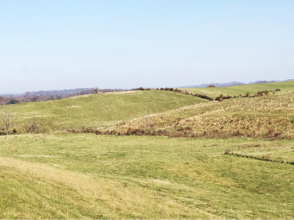 270 Roy Martin Road Gray, TN 37615 - Photo 5 of 36 Beautiful Rolling Acres