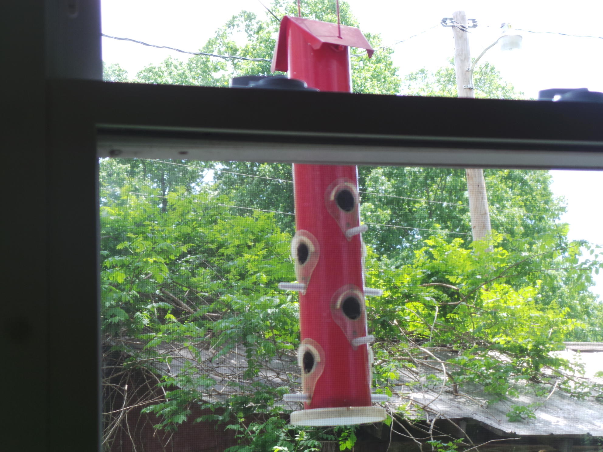 1905 Boozy Creek Road Bristol, VA 24202 - Photo 116 of 130 BIRDS VISIT OFTEN