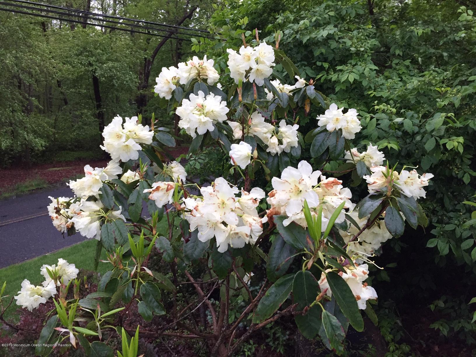 428 Brickyard Road Freehold, NJ 07728 - Photo 5 of 25 a bunch of flowers with white and yellow flowers
