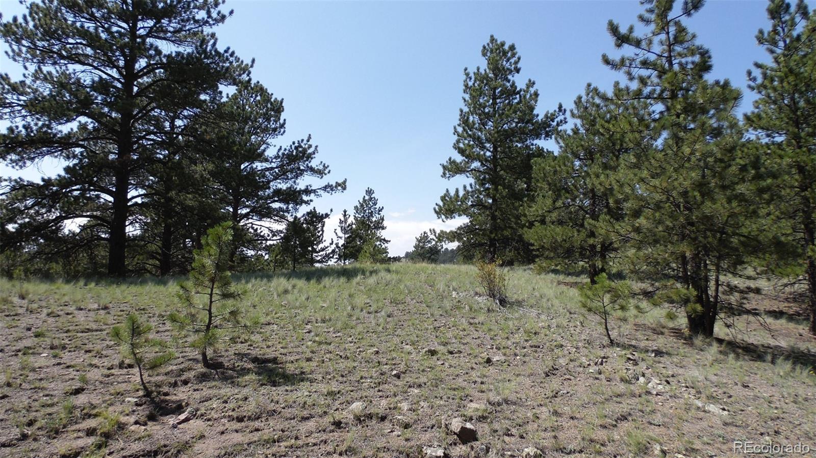 60 B Road Guffey, CO 80820 - Photo 12 of 35 a view of a yard with large trees
