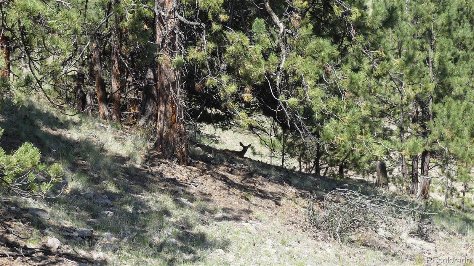 60 B Road Guffey, CO 80820 - Photo 13 of 35 a view of a forest with trees